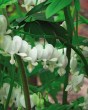 Dicentra spectabilis Alba.jpg